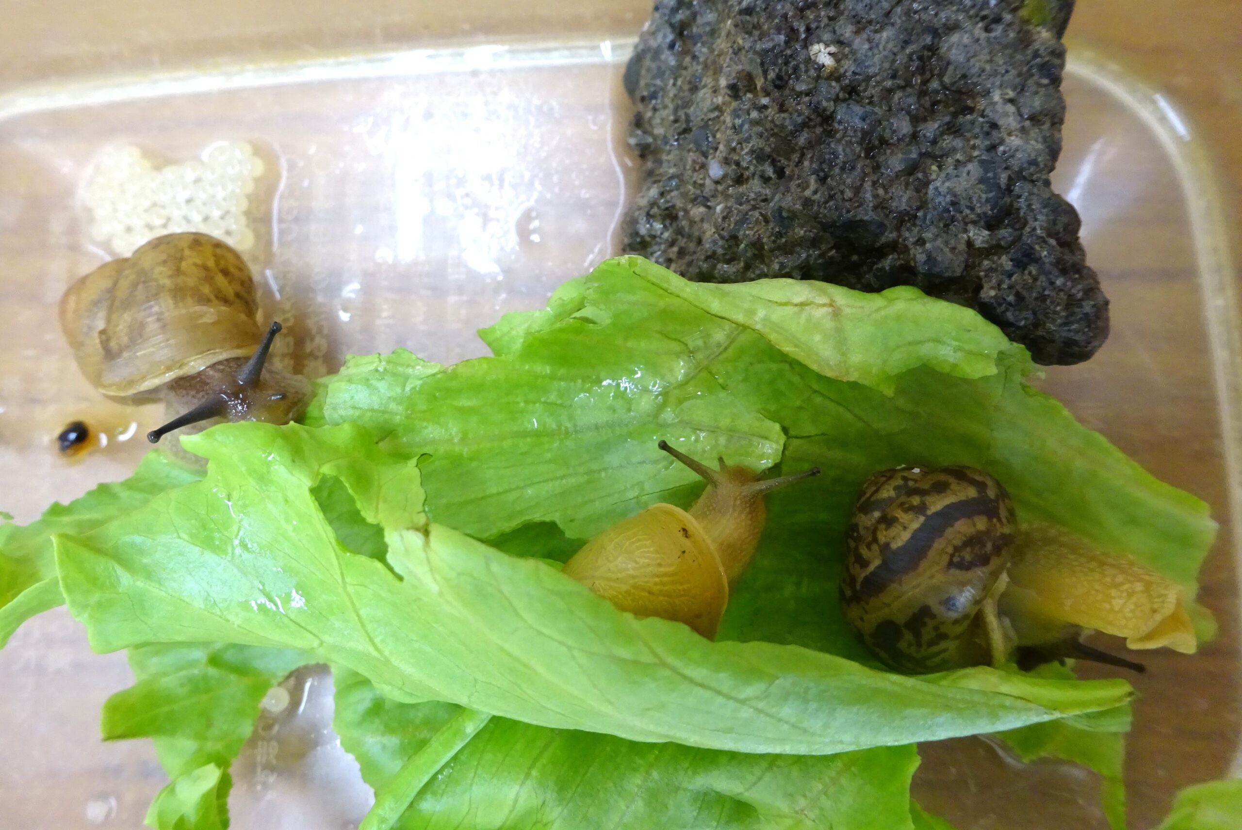 かたつむり | 学校法人 静岡精華学園 静岡精華幼稚園